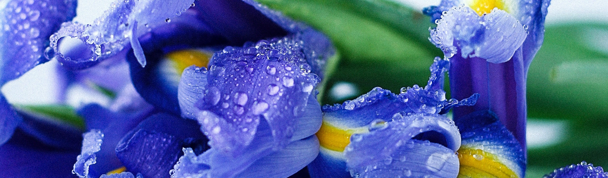Flower shop in Dubai