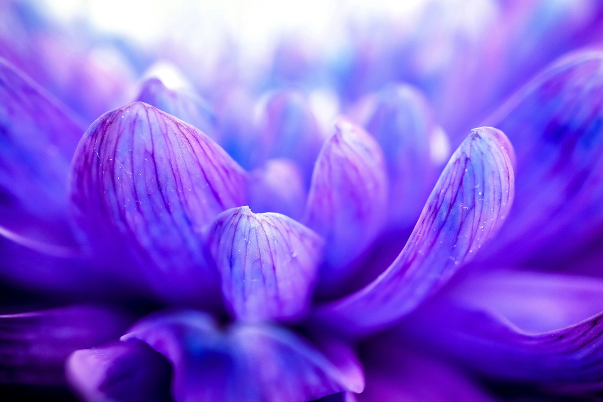 Fresh Flowers for Every Occasion