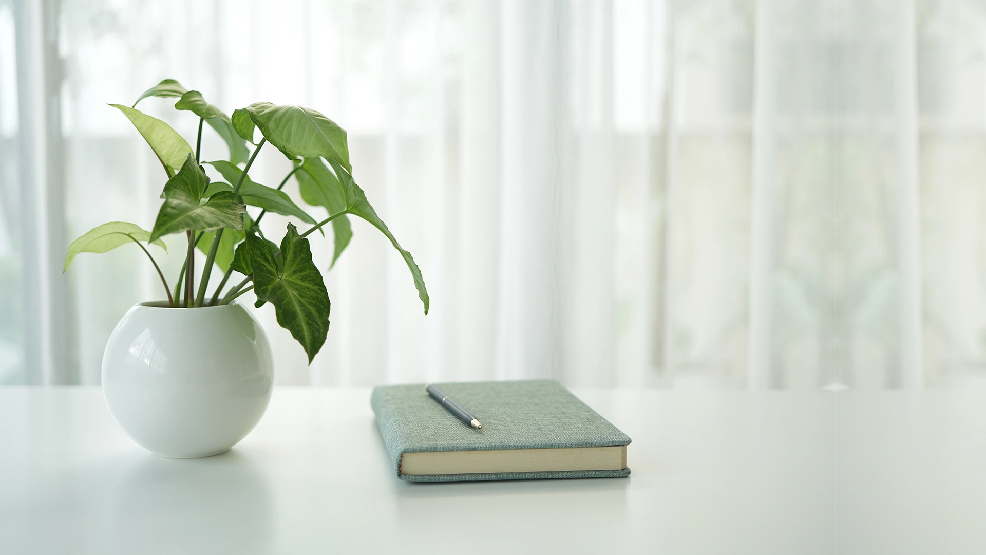 Indoor Plants