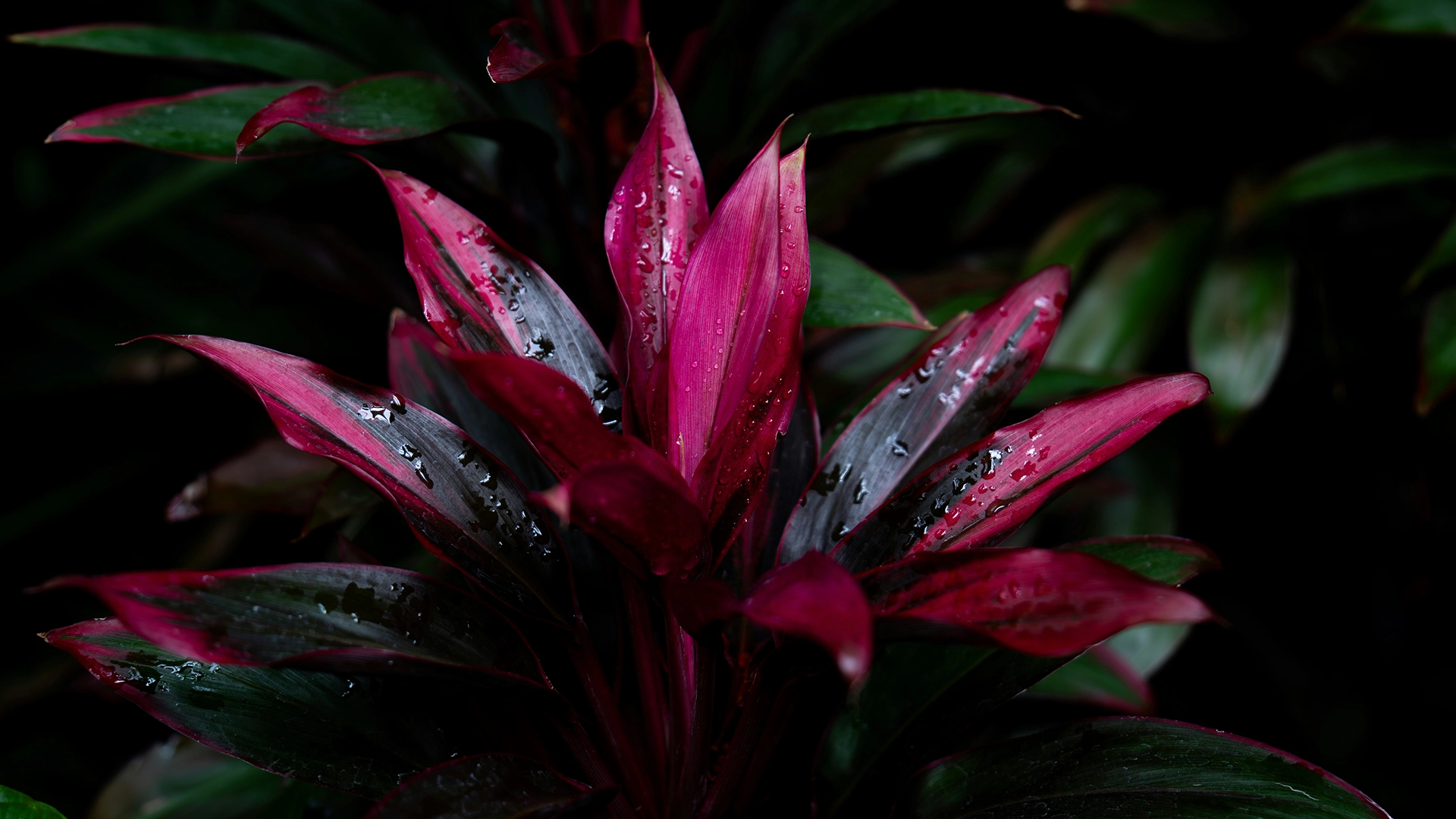 Outdoor Plants